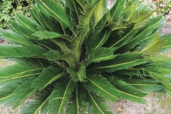 comb palm