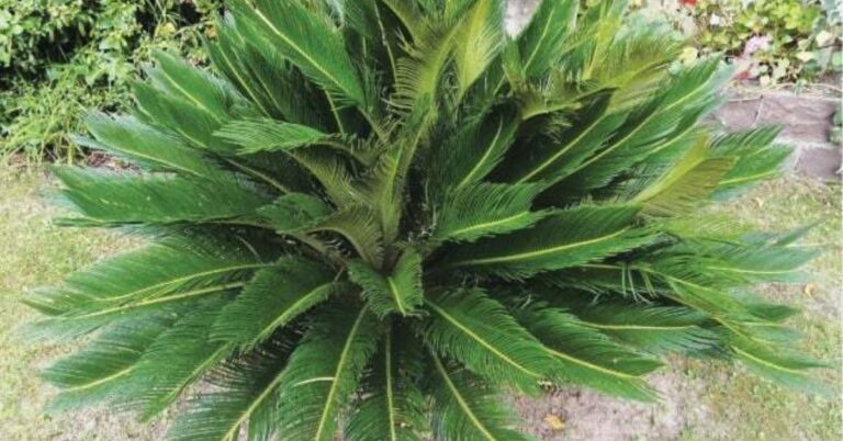 comb palm