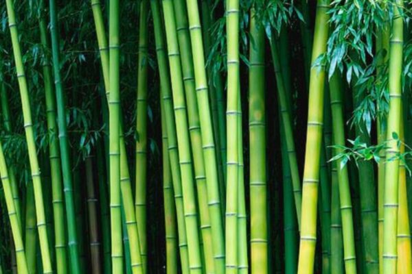 bamboo plants