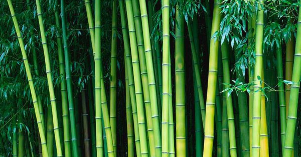 bamboo plants