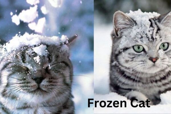 frozen cat