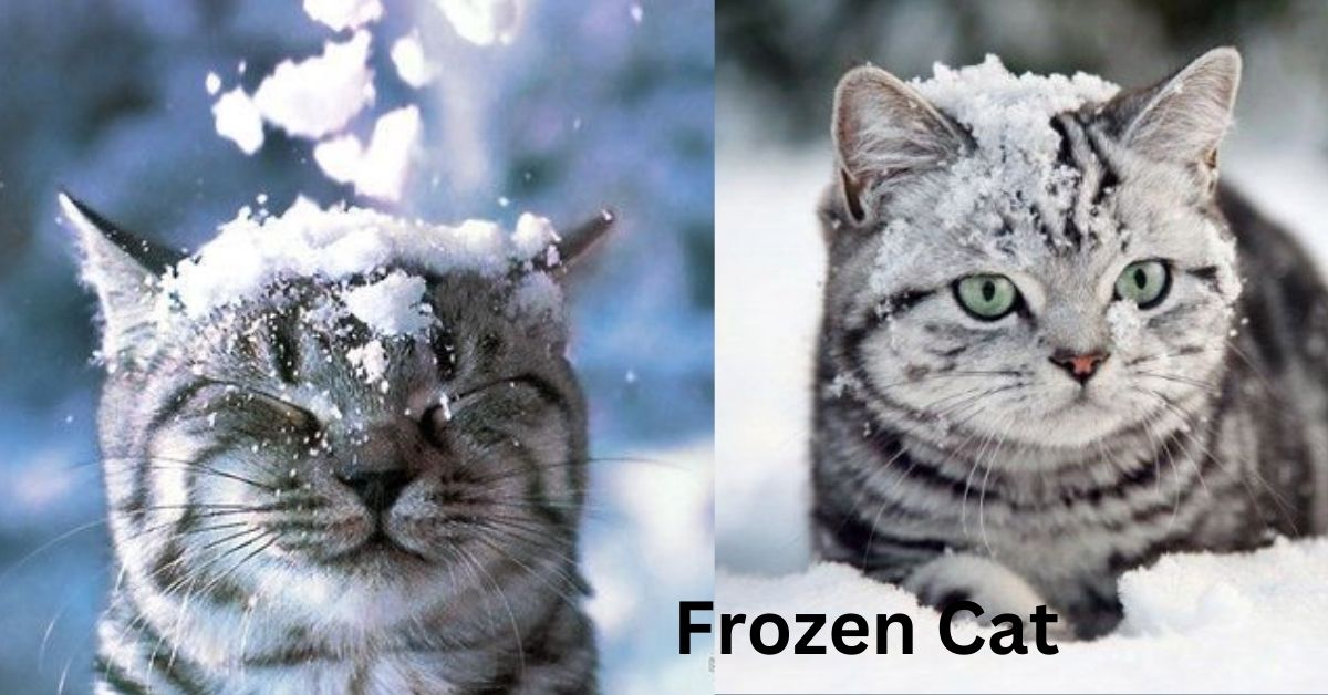 frozen cat